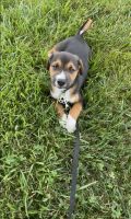 Beagle Puppies for sale in Charlotte, NC, USA. price: NA