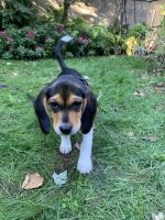Beagle Puppies for sale in Staten Island, NY, USA. price: NA