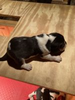 Beagle Puppies for sale in Midland, MI, USA. price: NA