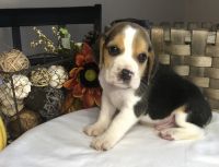 Beagle Puppies for sale in Belle, MO 65013, USA. price: NA