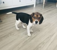 Beagle Puppies for sale in N Lois Ave, Tampa, FL 33609, USA. price: NA