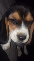 Beagle Puppies for sale in Sturbridge, MA 01566, USA. price: NA