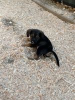 Beagle Puppies for sale in Norco, CA, USA. price: NA