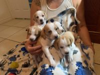 Beagle Puppies for sale in Colorado Springs, CO, USA. price: NA