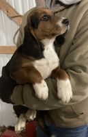 Beagle Puppies for sale in Ubly, MI 48475, USA. price: NA