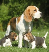 Beagle Puppies for sale in Caney, KS 67333, USA. price: NA