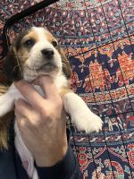 Beagle Puppies for sale in Owensville, MO 65066, USA. price: NA