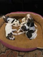 Beagle Puppies for sale in 1872 Palos Verdes Dr N, Lomita, CA 90717, USA. price: NA
