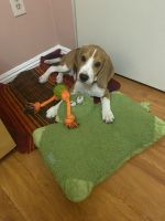 Beagle Puppies for sale in Burbank, CA 91501, USA. price: NA