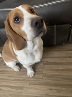 Beagle Puppies for sale in Colorado Springs, CO, USA. price: NA