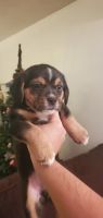 Beagle Puppies for sale in Miami, FL 33126, USA. price: NA