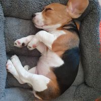 Beagle Puppies for sale in Los Angeles, CA, USA. price: NA