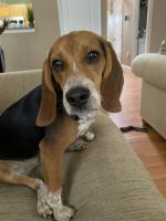 Beagle Puppies for sale in Waldorf, MD, USA. price: NA
