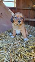 Beagle Puppies for sale in Columbiana, OH 44408, USA. price: NA