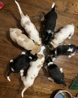 Beagle Puppies for sale in Louisville, KY 40214, USA. price: NA