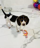 Beagle Puppies for sale in Miami, FL 33177, USA. price: NA