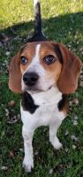 Beagle Puppies for sale in Erie, PA, USA. price: NA