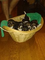 Beagle Puppies for sale in Chipley, FL 32428, USA. price: NA