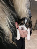 Beagle Puppies for sale in Colcord, OK 74338, USA. price: NA