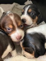 Beagle Puppies for sale in Kansas City, MO, USA. price: NA