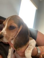 Beagle Puppies for sale in Pahrump, NV 89048, USA. price: NA
