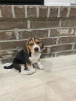 Beagle Puppies for sale in Pleasant View, UT, USA. price: NA