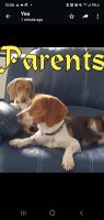 Beagle Puppies for sale in Miami, FL, USA. price: NA