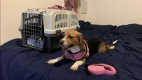 Beagle Puppies for sale in El Paso, TX 79901, USA. price: NA