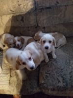 Beagle Puppies for sale in Lakefield, MN 56150, USA. price: NA