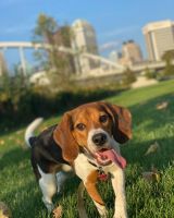 Beagle Puppies for sale in Columbus, OH, USA. price: NA