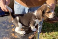 Beagle Puppies for sale in Traphill, NC 28685, USA. price: NA
