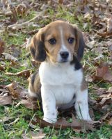 Beagle Puppies for sale in Koshkonong, MO 65692, USA. price: NA