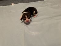 Beagle Puppies for sale in Austin, TX, USA. price: NA