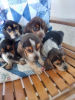Beagle Puppies for sale in Tuttle, OK 73089, USA. price: NA