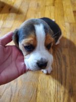 Beagle Puppies for sale in Vienna, MO 65582, USA. price: NA