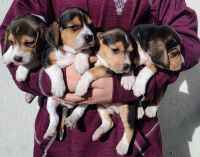 Beagle Puppies for sale in 3572 MO-123, Humansville, MO 65674, USA. price: NA