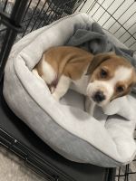 Beagle Puppies for sale in China Grove, NC 28023, USA. price: NA