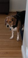 Beagle Puppies for sale in Chelmsford, MA, USA. price: NA