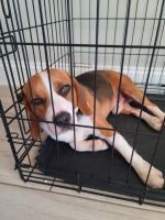 Beagle Puppies for sale in St Cloud, FL, USA. price: NA