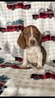 Beagle Puppies for sale in Bloomingburg, NY 12721, USA. price: NA