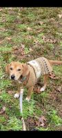 Beagle Puppies for sale in Sanford, NC 27332, USA. price: NA