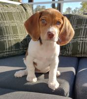 Beagle Puppies for sale in Los Angeles County, CA, USA. price: NA