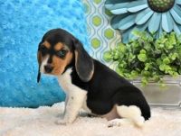 Beagle Puppies for sale in San Diego, CA, USA. price: NA