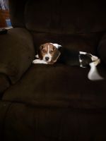 Beagle Puppies for sale in Weirton, WV 26062, USA. price: NA