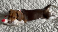 Beagle Puppies for sale in Miramar, FL 33025, USA. price: NA