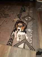 Beagle Puppies for sale in Pittsboro, NC 27312, USA. price: NA