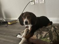 Beagle Puppies for sale in 695 Pineloch Dr, Webster, TX 77598, USA. price: NA