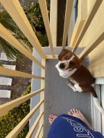 Beagle Puppies for sale in Kissimmee, FL 34746, USA. price: NA