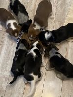 Beagle Puppies for sale in Louisville, KY, USA. price: NA