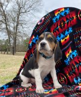 Beagle Puppies for sale in Huntsville, TX, USA. price: NA
